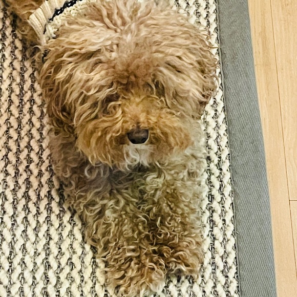 Meet your Posher, Jacqueline - Picture 1 of 1